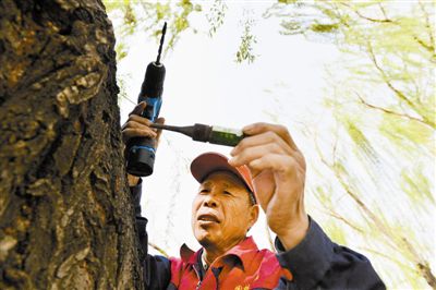 天津科技立项治理杨柳飞絮 物理、化学方法齐