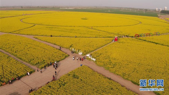 油菜花海春意浓(组图)