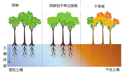 天旱无雨 亚马逊森林为啥更绿了