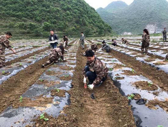 江龙镇:干群合力促脱贫 千亩蔬菜种植忙