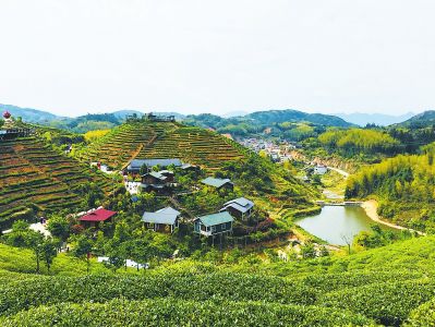 大田县屏山乡茶美人景区 方炜杭 摄