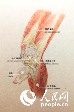 膝关节的解剖图("达医晓护"徐高静宙制)