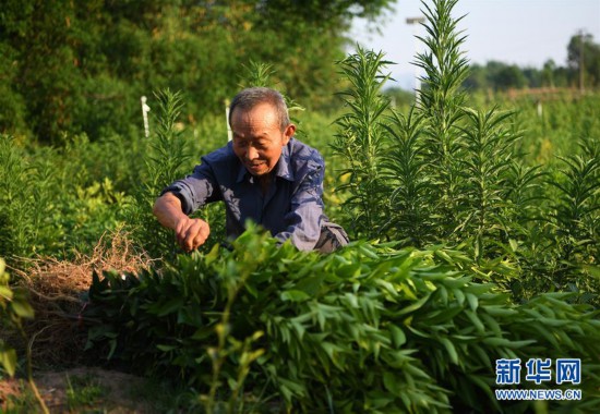 重庆铜梁：果苗产业助力乡村振兴