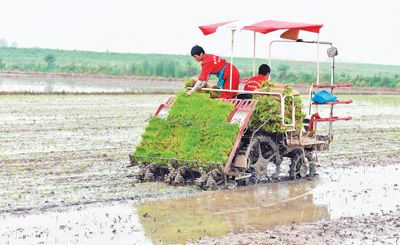 “小满”时节农事忙