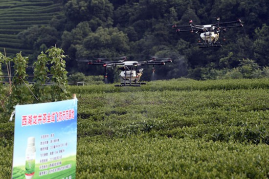 杭州西湖龙井茶园实施无人机飞防植保