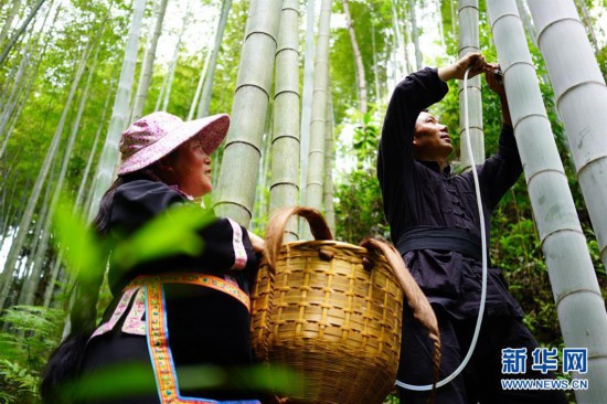 广西龙胜:竹酒飘香富农家