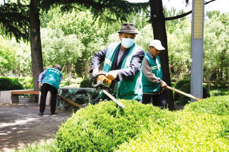 日照市园林建设发展公司精细化修剪为城市园林