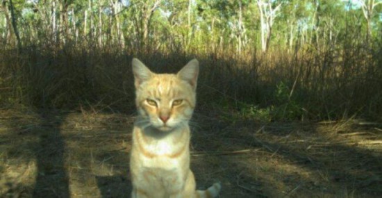 澳大利亚野猫泛滥成灾 捕猎能力太强威胁其他