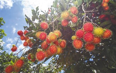 从野生到栽种海南水果简史