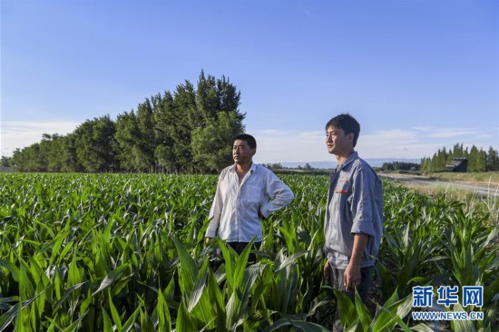 在新疆塔城市博孜达克农场的农田里,王虎(右)与村民刘双龙在玉米