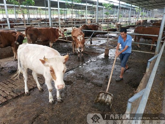 县城中镇夏州村贫困户闭德超正在肉牛繁育扶贫车间对牛栏进行清除粪便