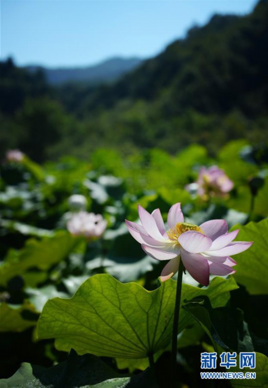 （環(huán)境）（4）高山芙蕖映日開