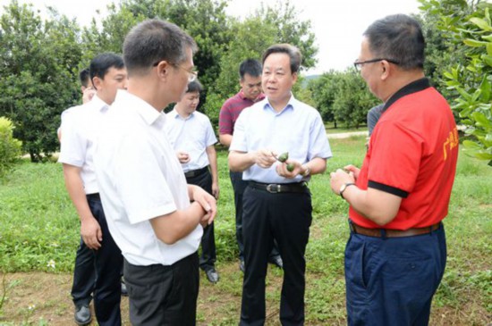 8月31日,市委书记,市人大常委会主任刘有明(中)在扶绥县"果满山坡"