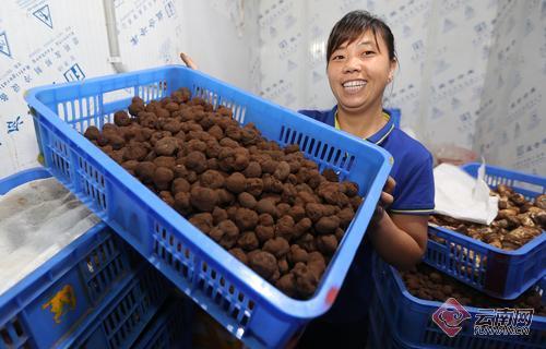 云南野生菌旺销势头不减松茸刚收尾松露又上市（组图）