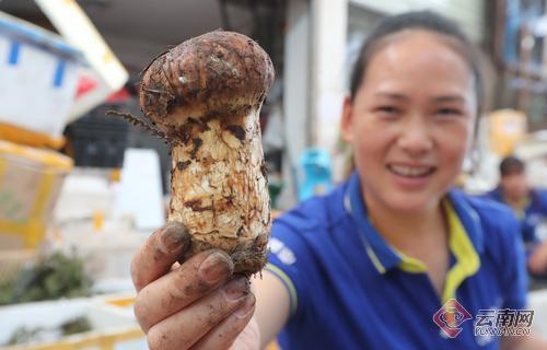 云南野生菌旺销势头不减松茸刚收尾松露又上市（组图）