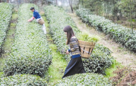 游客在蒲江明月村体验采茶