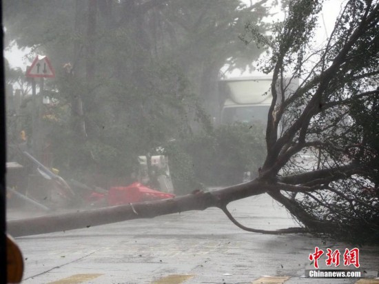 香港受到“山竹”袭击树木倒塌海陆空几乎停顿