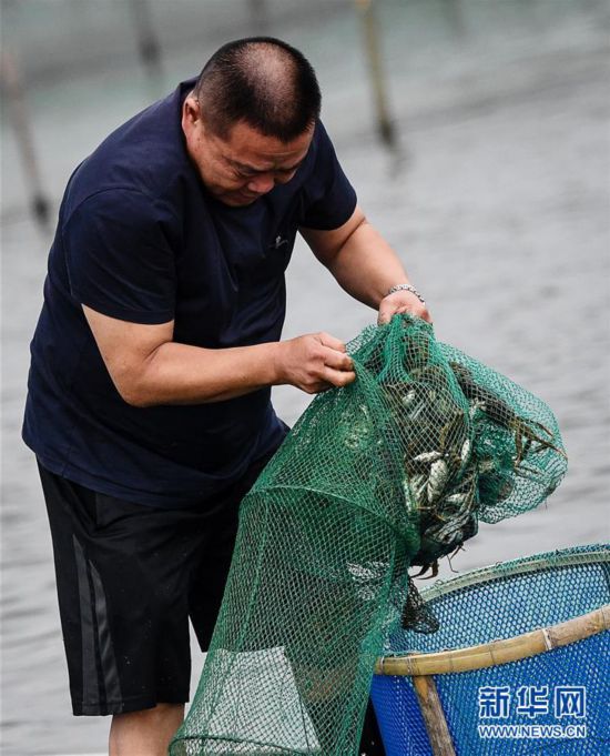 9月21日,蟹农在阳澄湖捕捞大闸蟹.