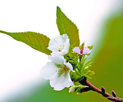 近期武汉忽冷忽热令"花"也迷糊了 三种"春花"秋天绽放