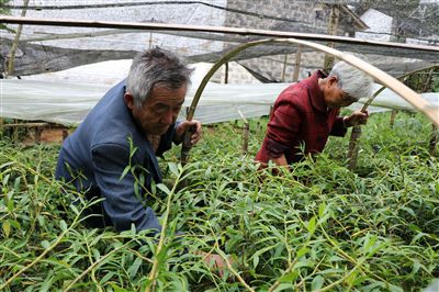 龙陵县有多少人口_汽车失控落入江中 云南龙陵县村民连救三人