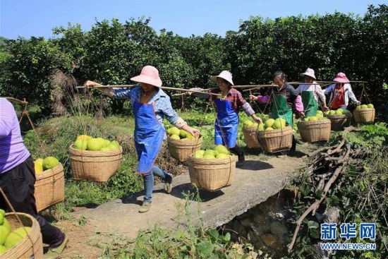 #（经济）（3）广西融水：苗乡柚丰收