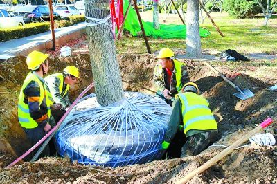 广渠路东延11万株树木搬家 预计本月底全部完成树木移植任务