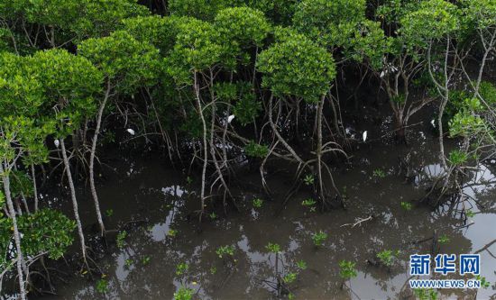 （图文互动）（6）海南海口：湿地如画城中绘