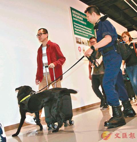 资料图：香港海关使用拉布拉多钞票搜查犬开展工作。图片来源：香港《文汇报》 记者 彭子文/摄