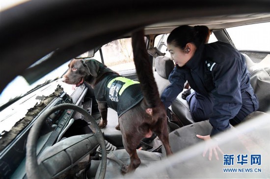 【图片故事】一个警犬妈妈的十年春运坚守