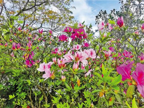 满城春色艳 元宵赏花时