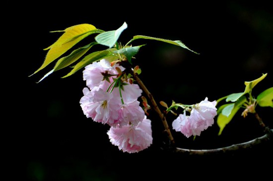 如何区别樱花、梅花、桃花、李花、梨花?