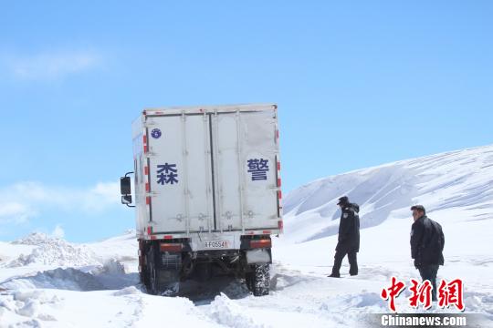 降雪致野生动物受灾西藏阿里林业为420头野牦牛投放食物