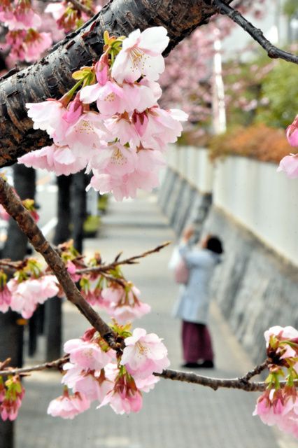 名古屋市樱花开放迎春 深浅各色惹人爱--云南频