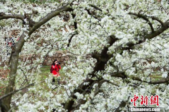 三峡库区“花果经济”促农增收（图）