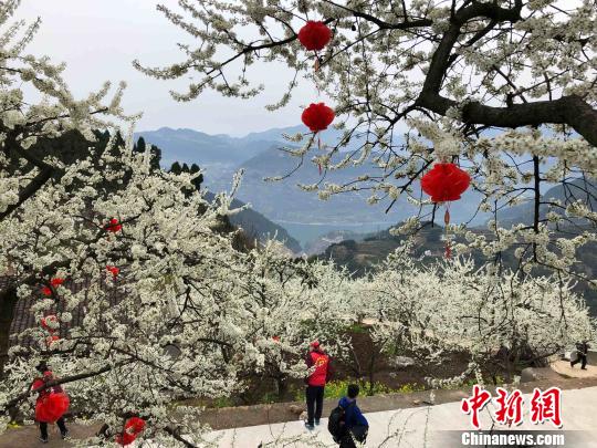 三峡库区“花果经济”促农增收（图）