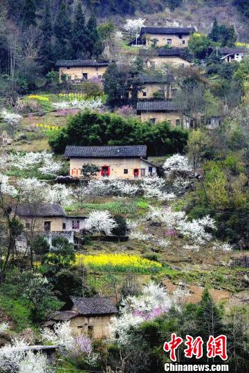 三峡库区“花果经济”促农增收（图）