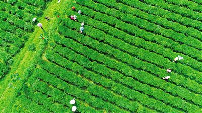 春天来了,白沙五里路茶业专业合作社社员在有机茶园里采茶.