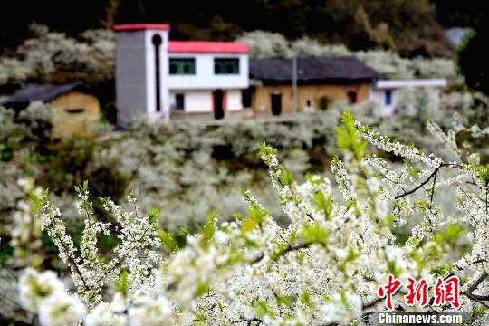 三峡库区“花果经济”促农增收（图）