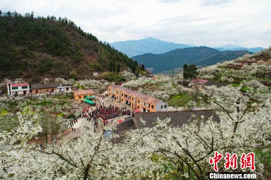 三峡库区“花果经济”促农增收（图）