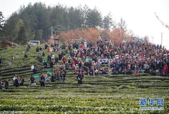 （社会）（4）陕西紫阳：春日茶山迎客来