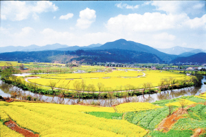 螳螂川 油菜花