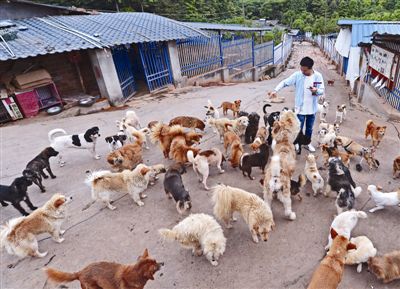 救助流浪猫狗22年,年届七旬的她想寻一名接班人