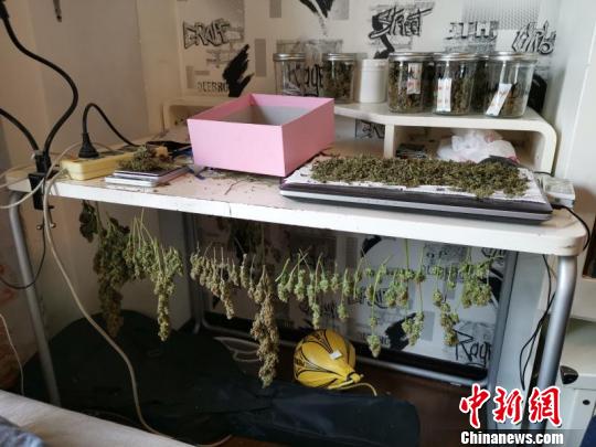 浙江溫州一男子吸毒上癮私自種植販售大麻被刑拘