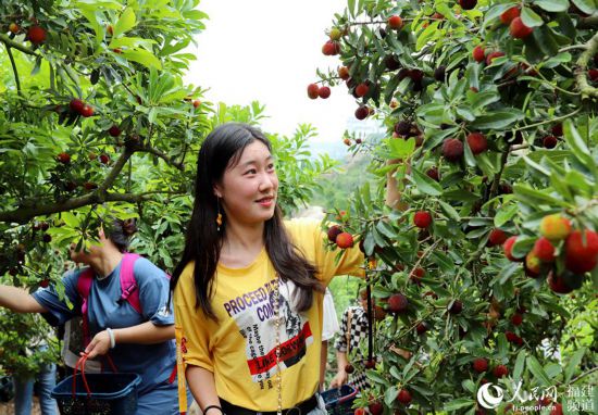 福建漳州:又是一年杨梅季 杨梅采摘正当时