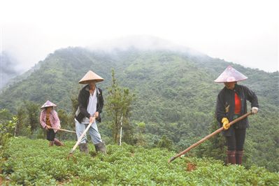 广梅手牵手催开“致富花”