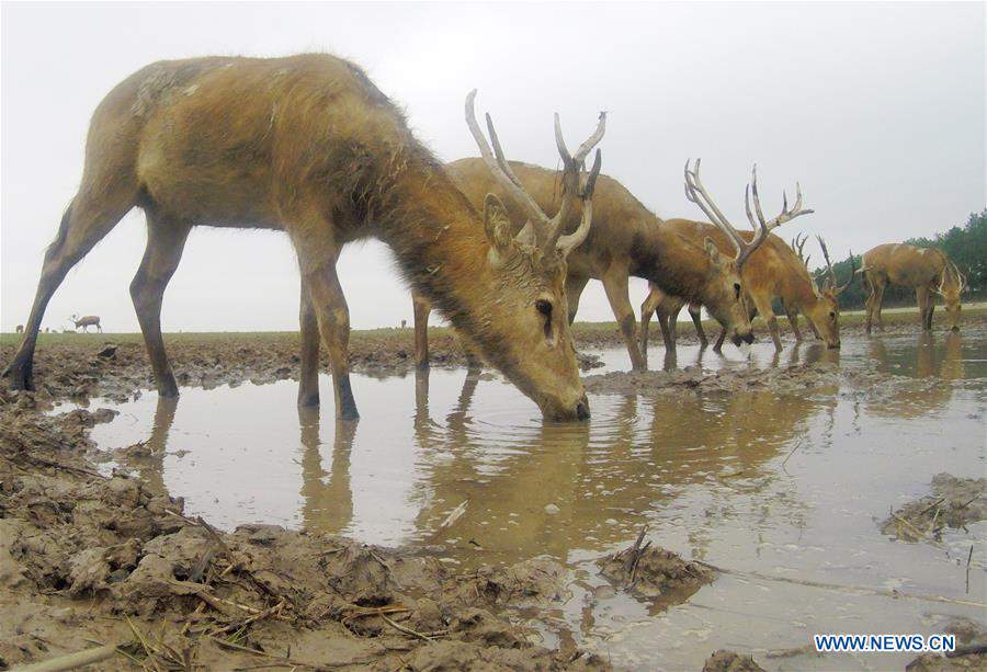 CHINA-JIANGSU-MILU NATIONAL NATURE RESERVE-POPULATION-GROWTH (CN)