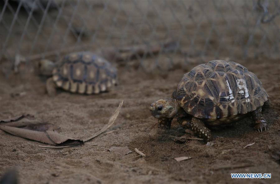 MYANMAR-YANGON-STAR TORTOISE