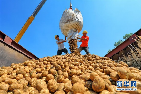 （經(jīng)濟(jì)）（2）河北灤南：“訂單土豆”助農(nóng)增收