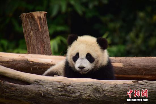 莫斯科動物園大熊貓生活直播日均觀看人數達7萬