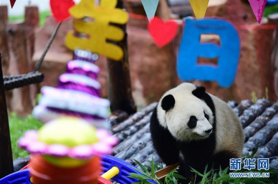 （社会）（4）大熊猫“初心”迎来3岁生日
